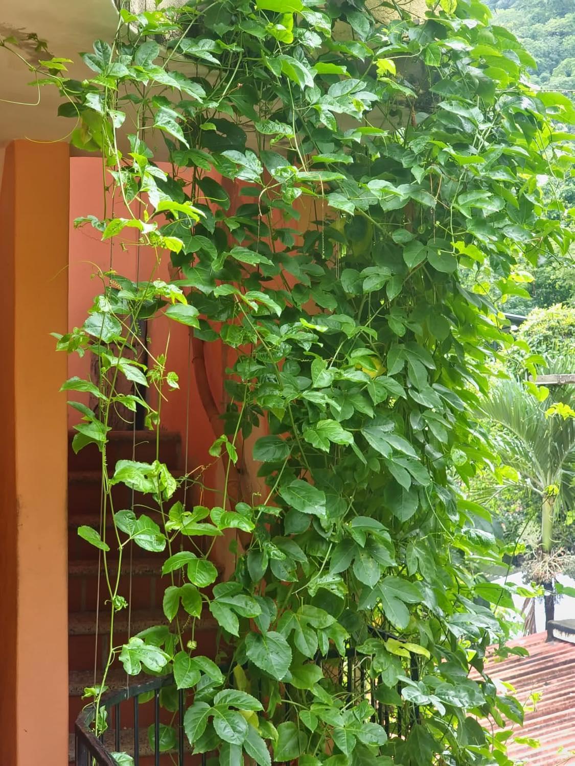 La Posada Pacifica Puerto Vallarta Buitenkant foto